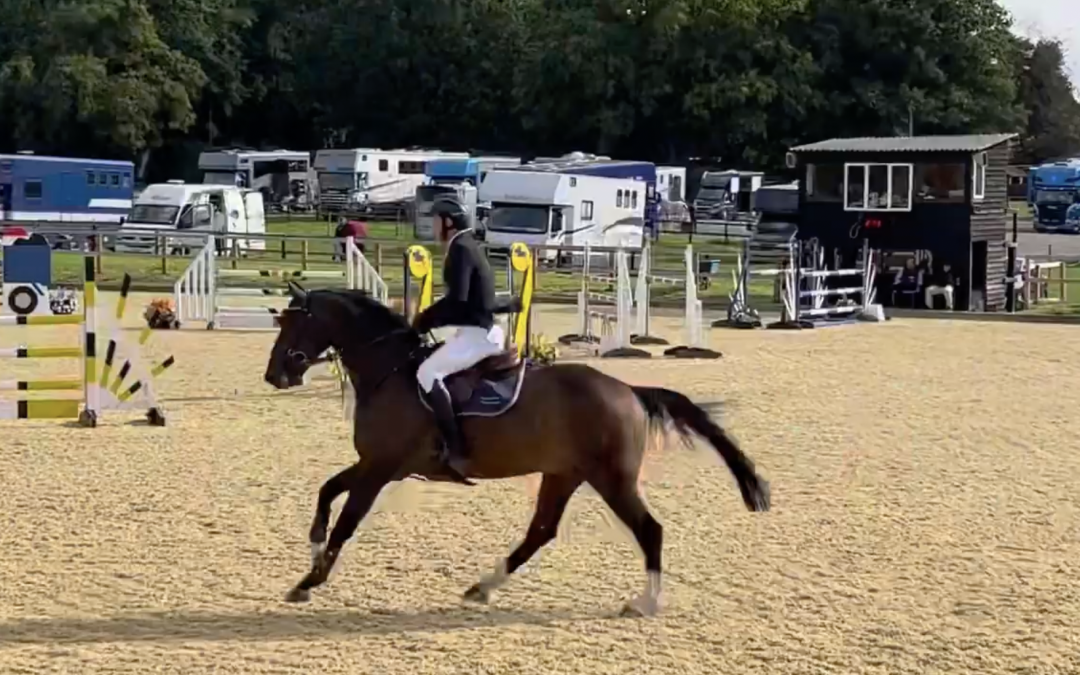Quality Horses For Sale