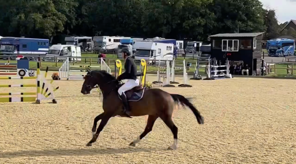 Quality Horses For Sale Runningwell Sports Horses